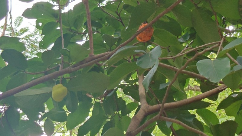 Artocarpus lacucha photo 3