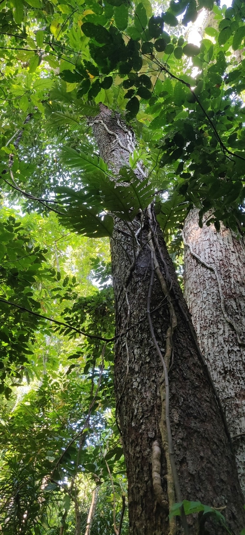 Artocarpus lacucha photo 4