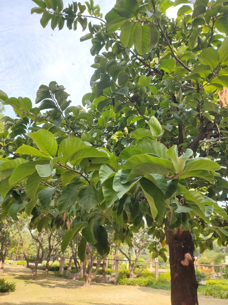 Artocarpus lacucha photo 5