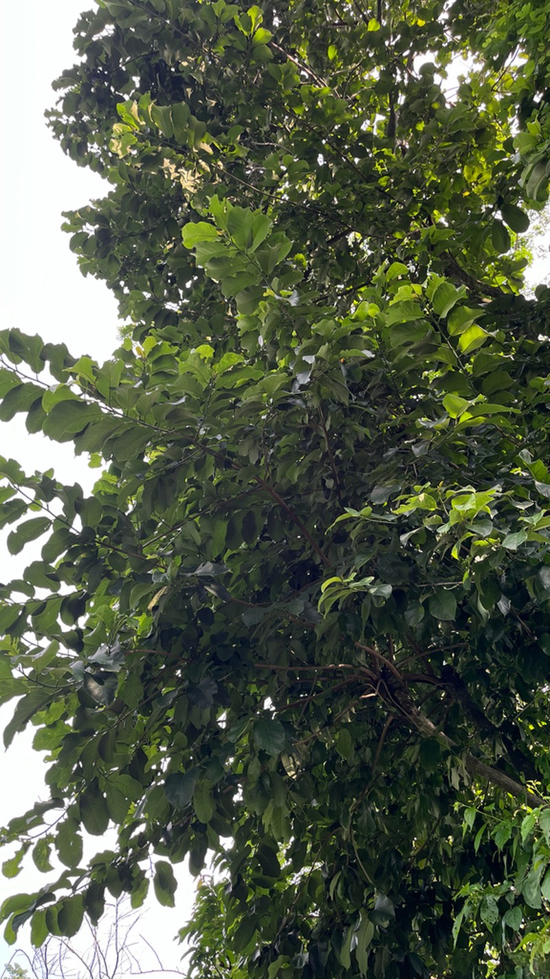 Artocarpus lacucha photo 6