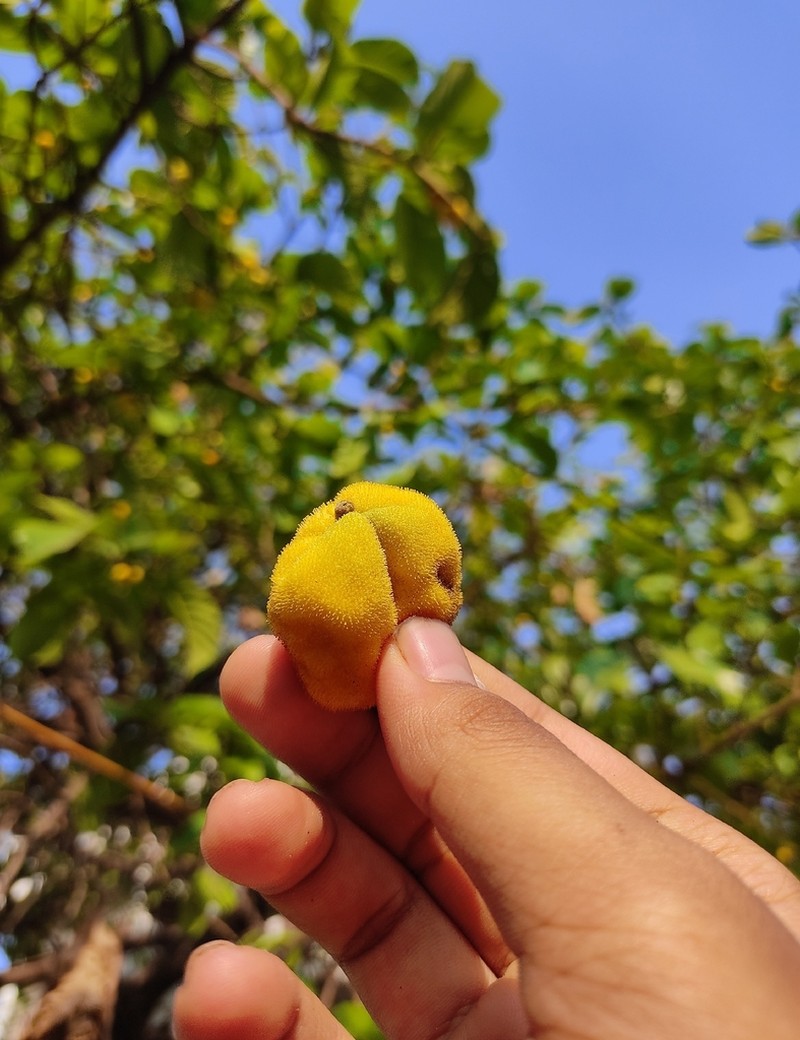 Artocarpus lacucha photo 7