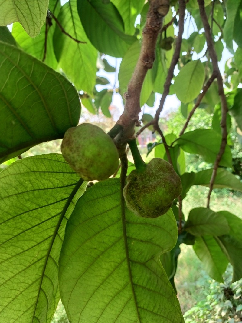 Artocarpus lacucha photo 8