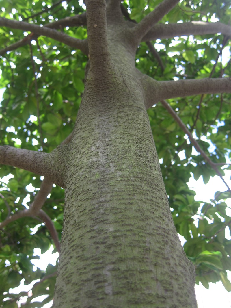 Artocarpus lamellosus