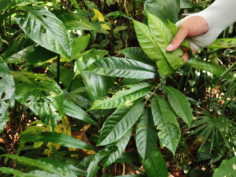 Artocarpus lamellosus photo 2