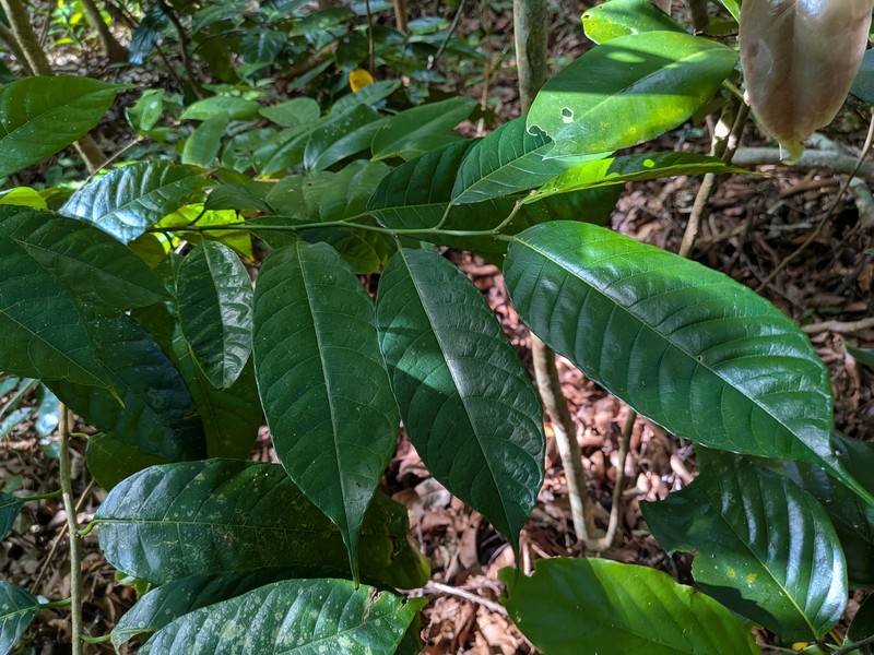 Artocarpus lamellosus photo 5