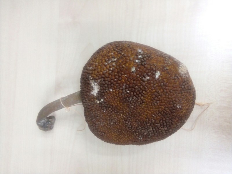 Artocarpus lanceifolius