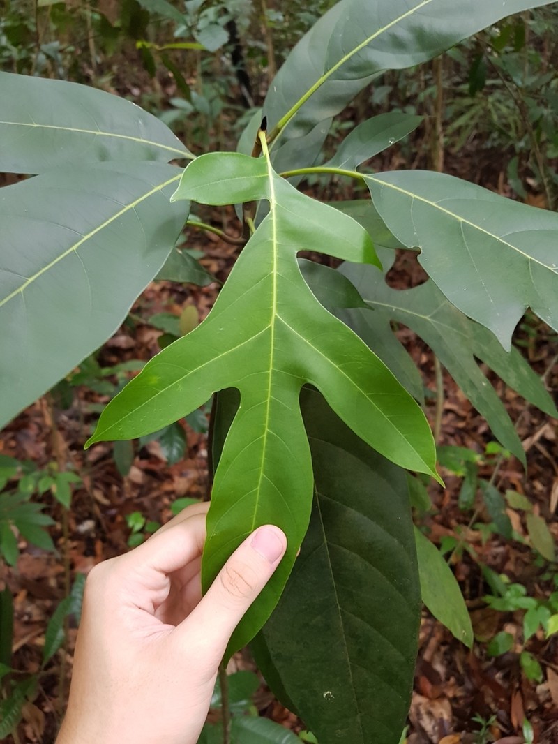 Artocarpus lanceifolius photo 2