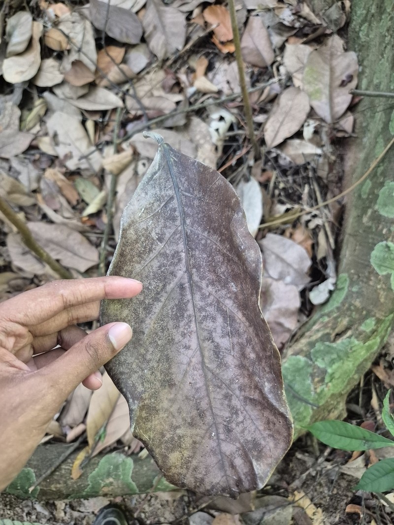 Artocarpus lanceifolius photo 3