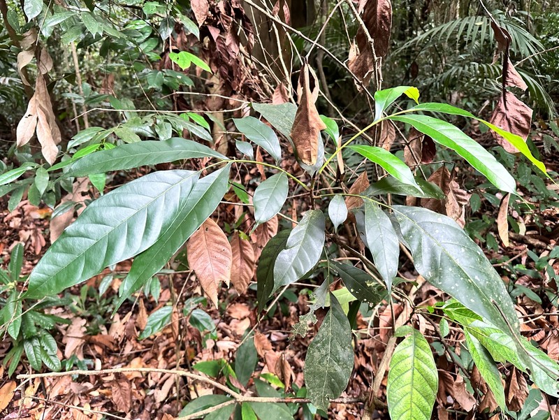 Artocarpus lanceifolius photo 8