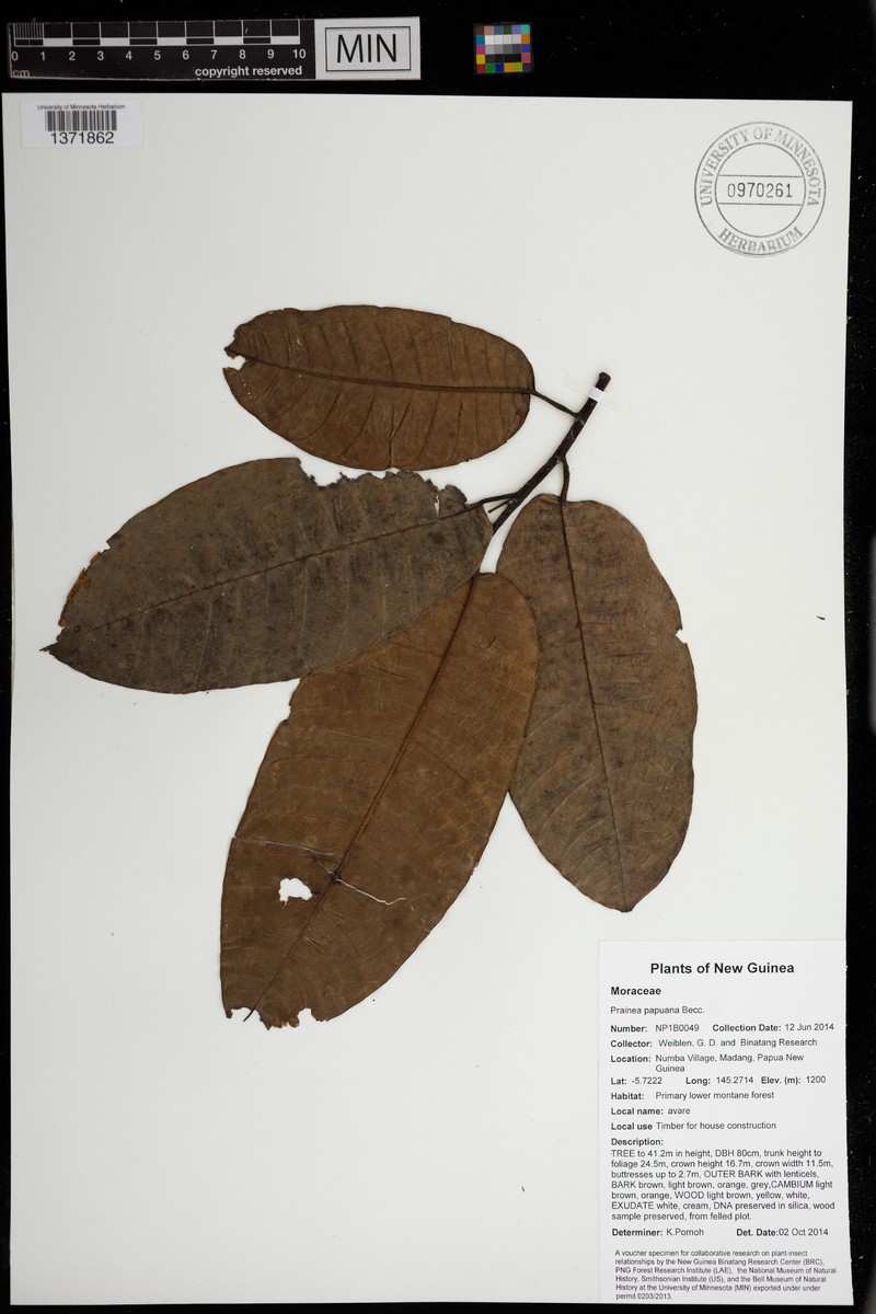Artocarpus limpato