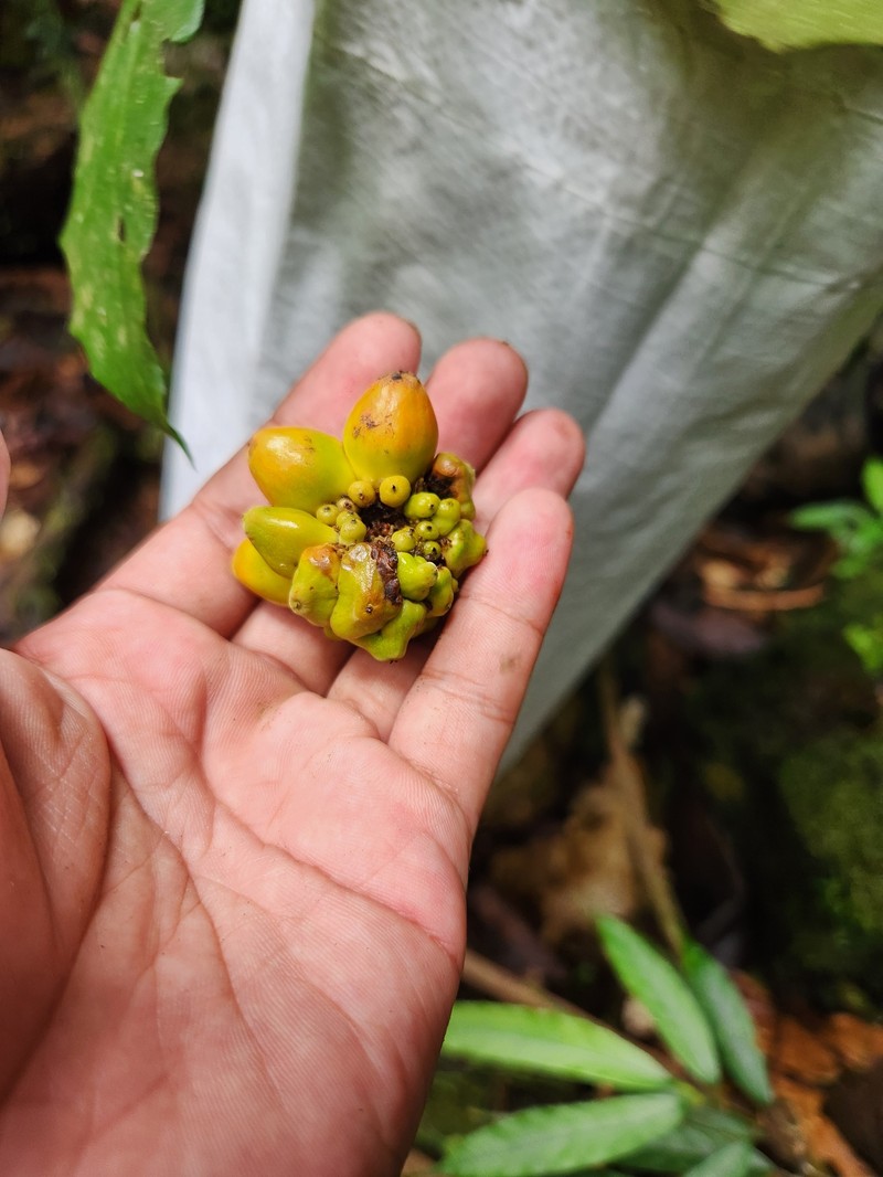 Artocarpus limpato photo 2