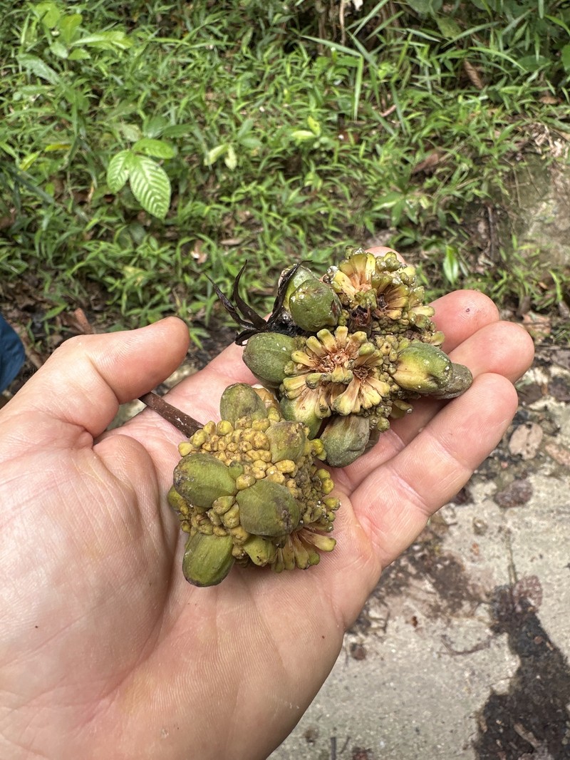 Artocarpus limpato photo 3