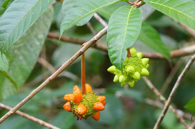 Artocarpus limpato photo 4