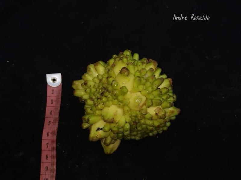Artocarpus limpato photo 5