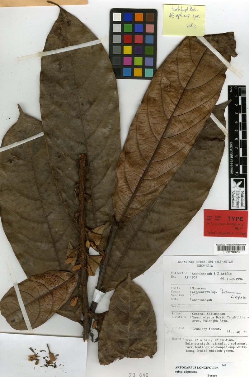 Artocarpus longifolius
