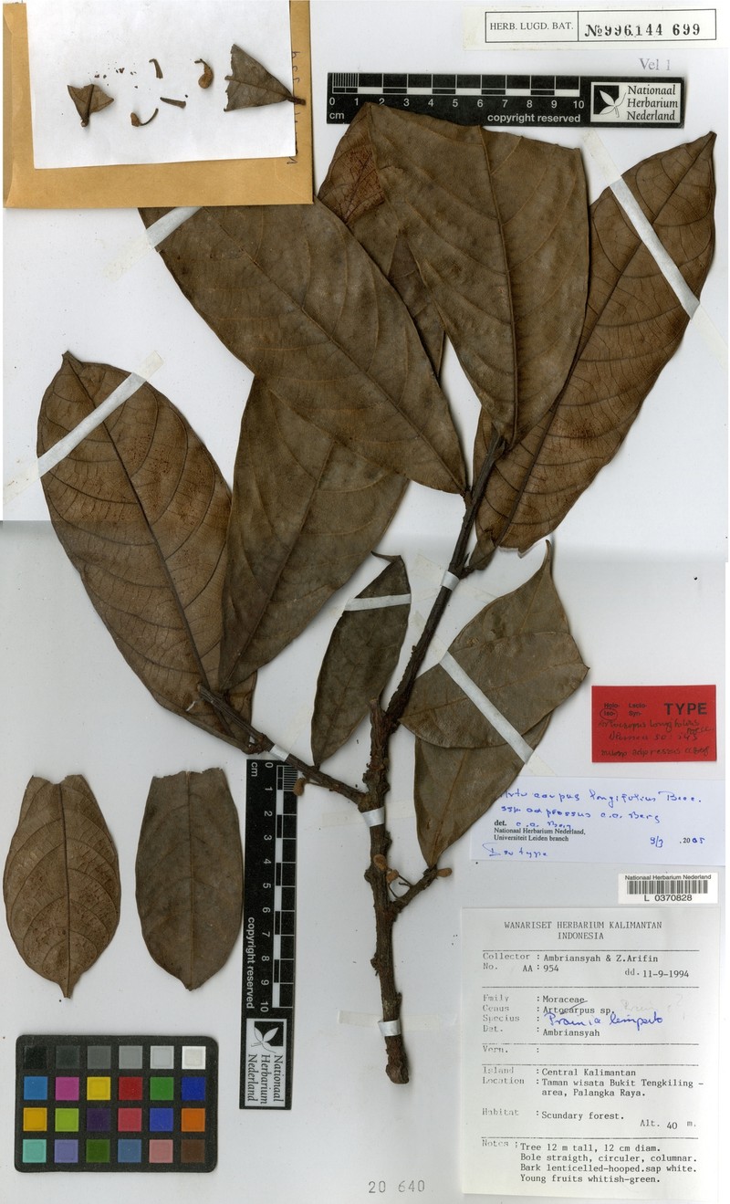 Artocarpus longifolius photo 2
