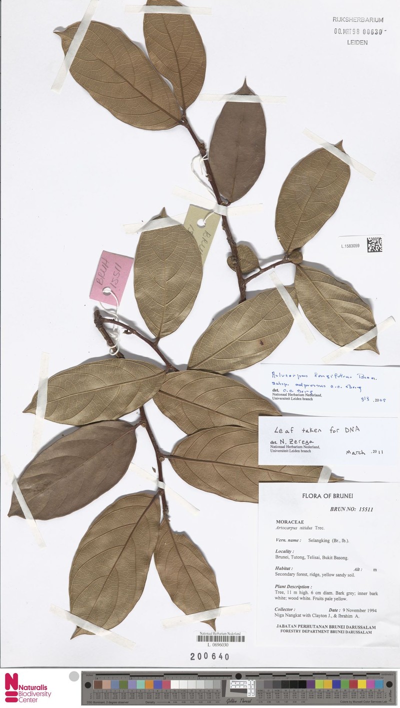 Artocarpus longifolius photo 3
