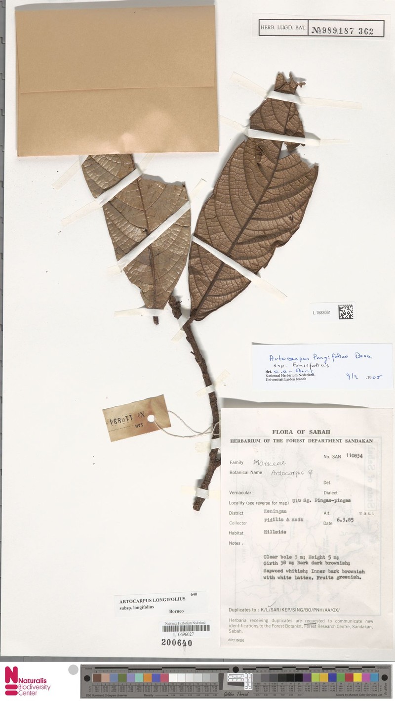 Artocarpus longifolius photo 4
