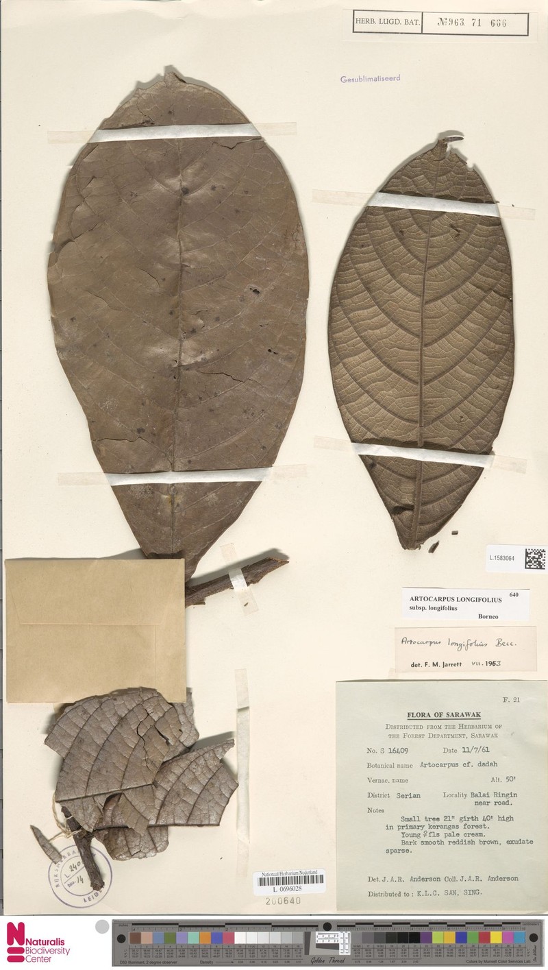 Artocarpus longifolius photo 6