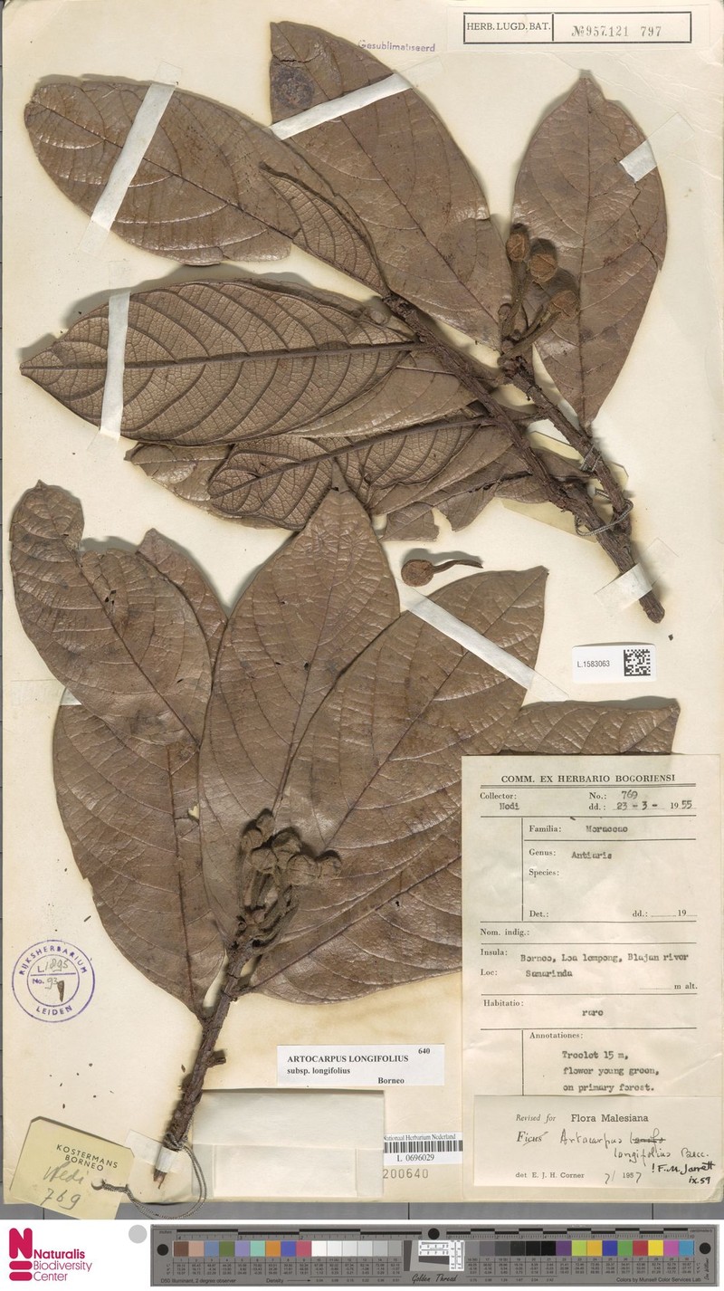 Artocarpus longifolius photo 7