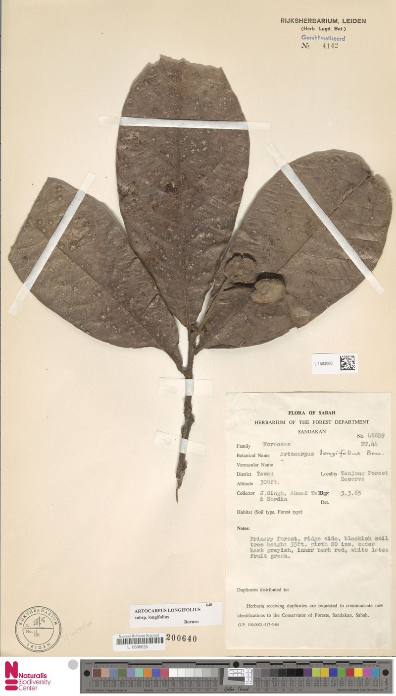 Artocarpus longifolius subsp. longifolius photo 2