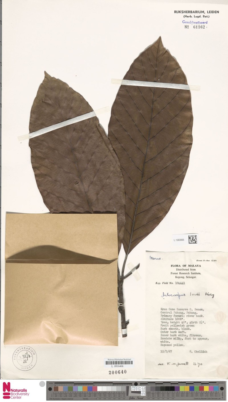 Artocarpus lowii