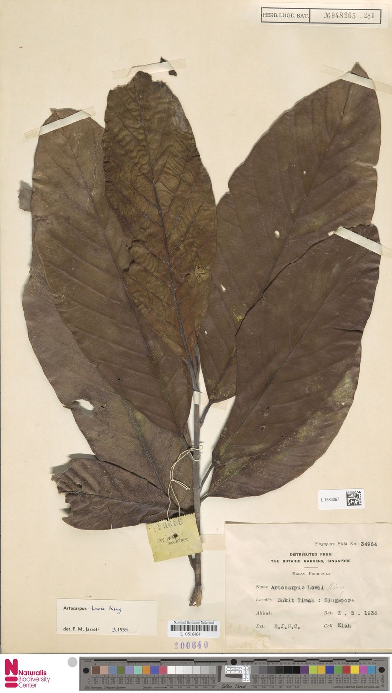 Artocarpus lowii photo 2