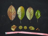 Artocarpus maingayi