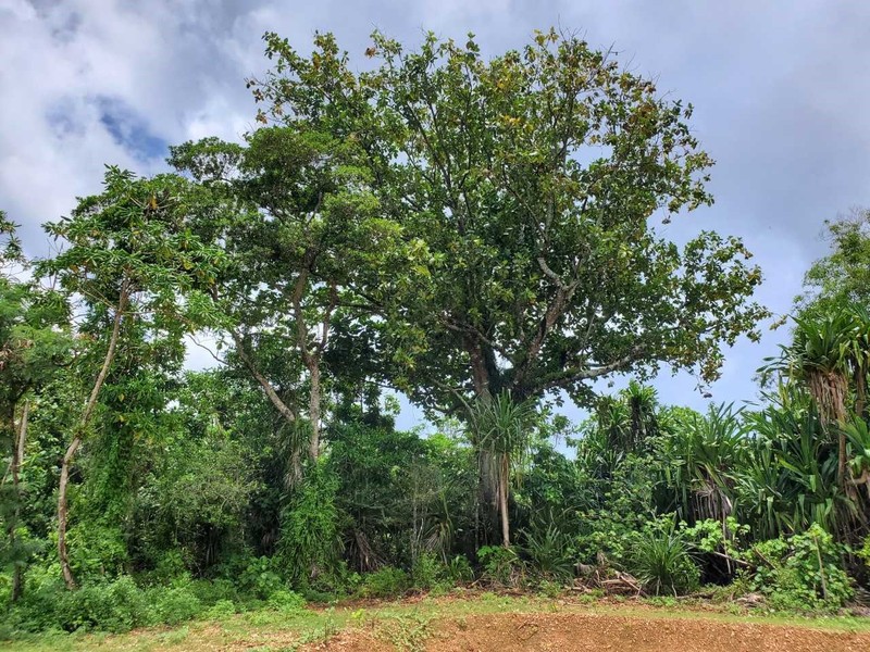 Artocarpus photo 3