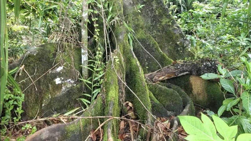Artocarpus photo 5