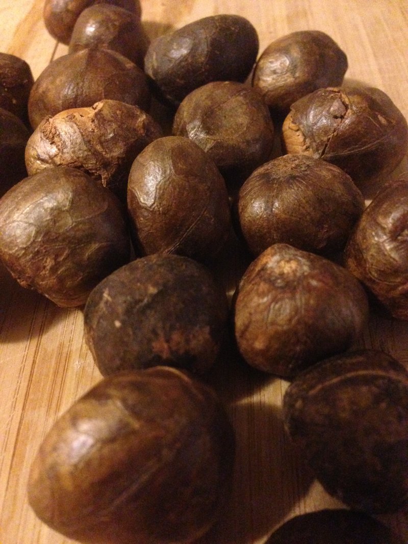 Artocarpus photo 7