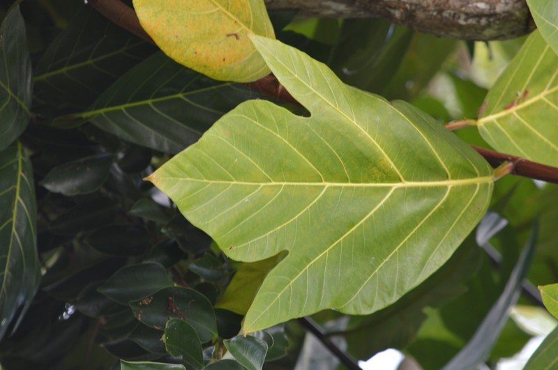 Artocarpus