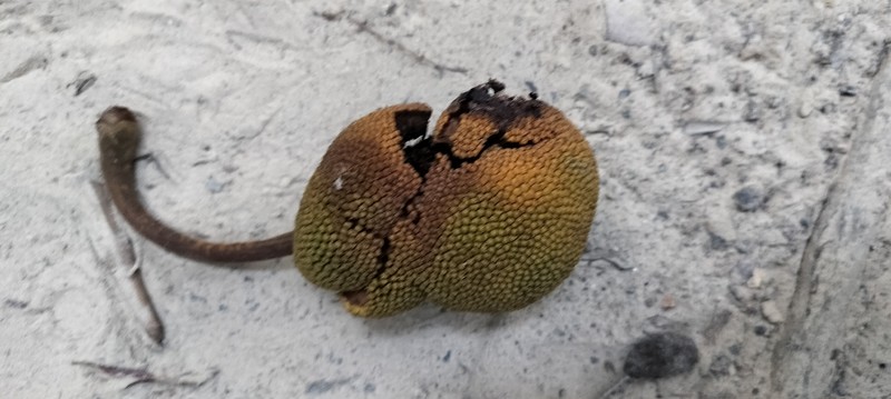 Artocarpus melinoxylus