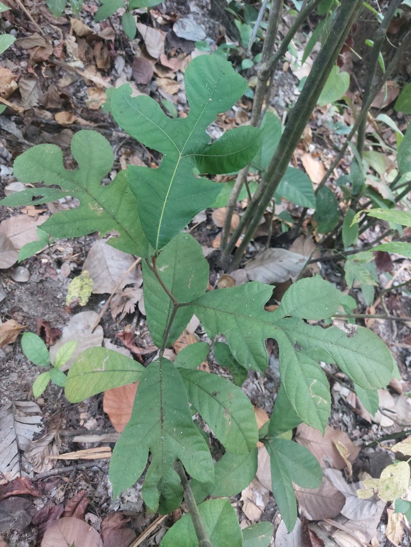 Artocarpus melinoxylus photo 2
