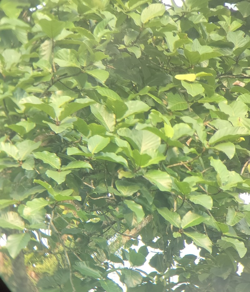 Artocarpus melinoxylus photo 3