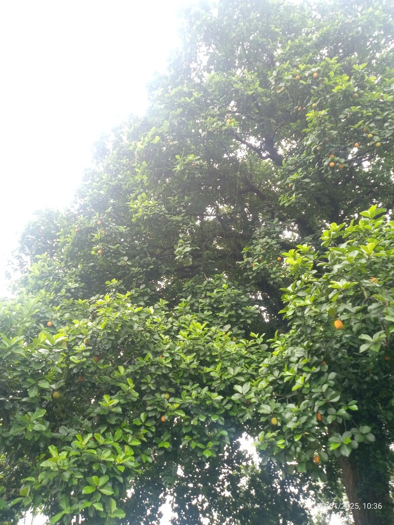 Artocarpus melinoxylus photo 4