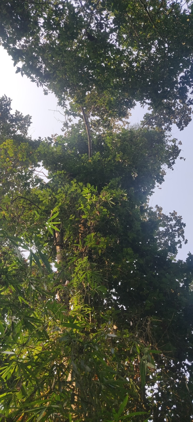 Artocarpus melinoxylus photo 5