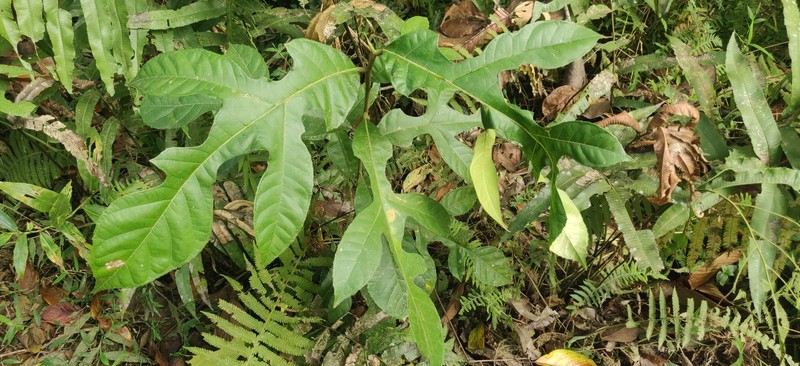 Artocarpus melinoxylus photo 6