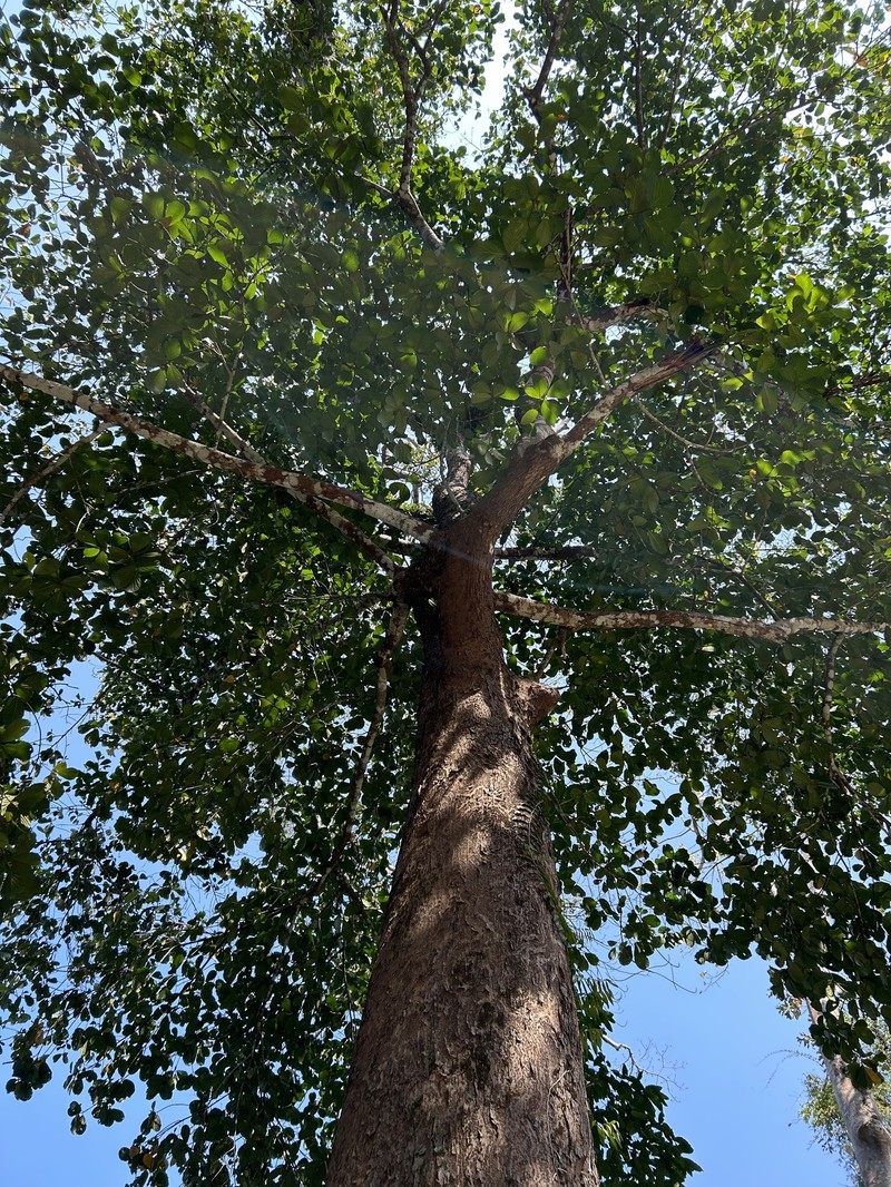 Artocarpus melinoxylus photo 7