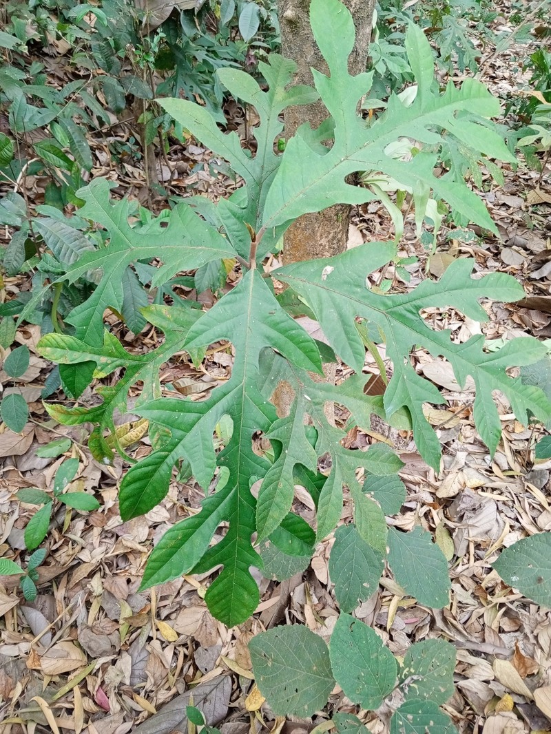 Artocarpus melinoxylus photo 8