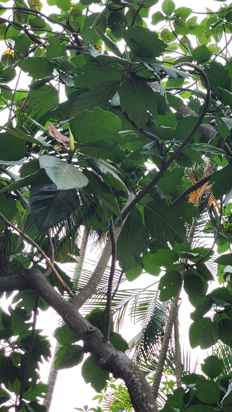 Artocarpus nigrescens
