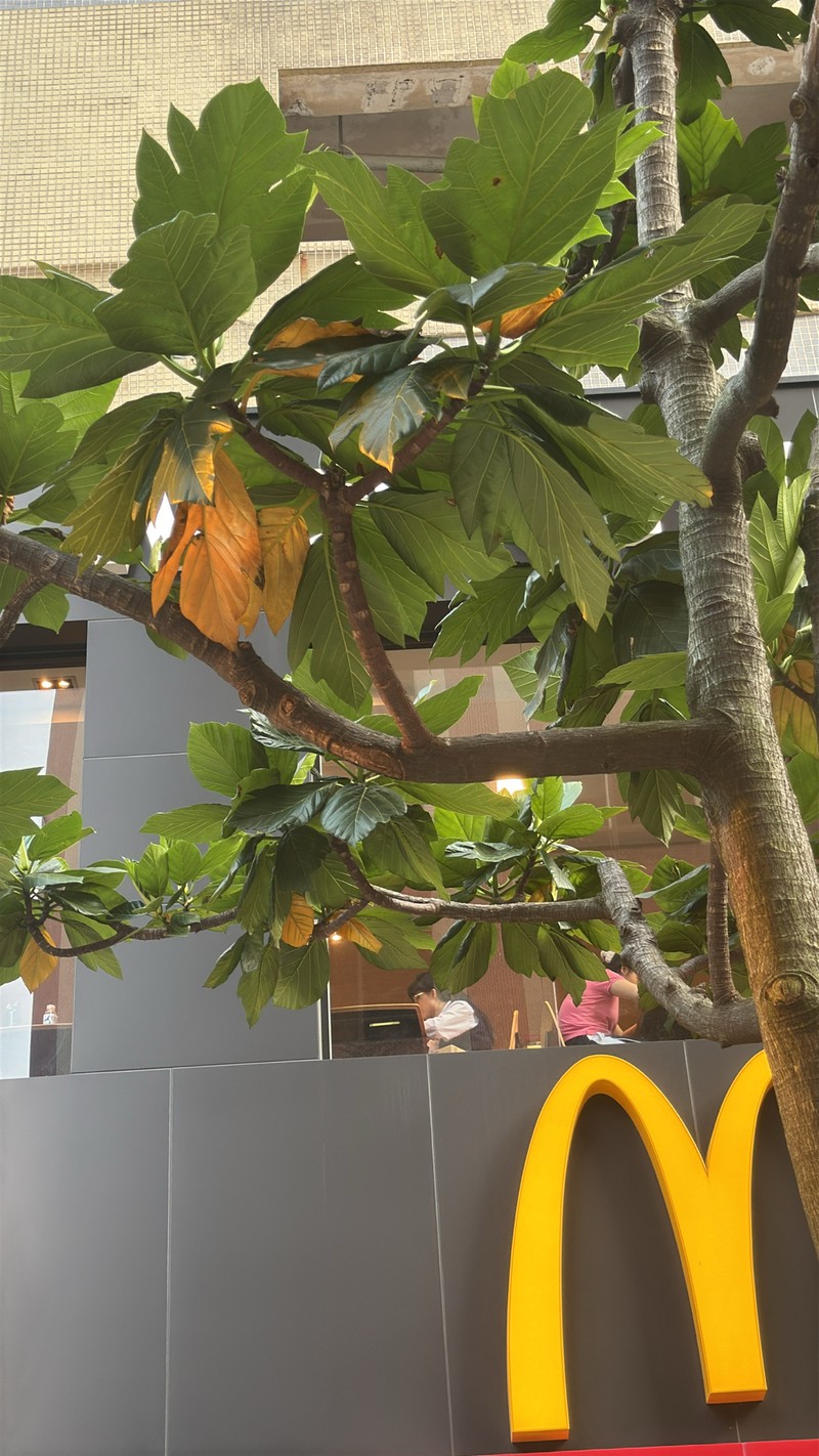 Artocarpus nigrescens photo 2