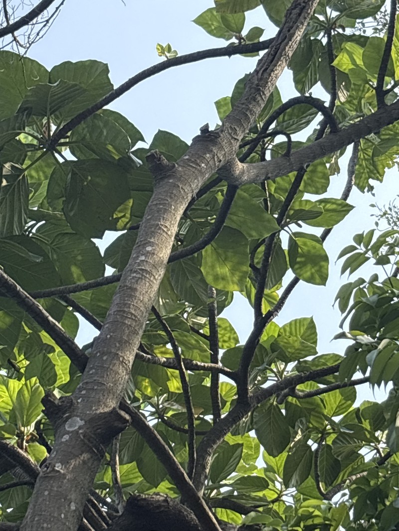 Artocarpus nigrescens photo 3