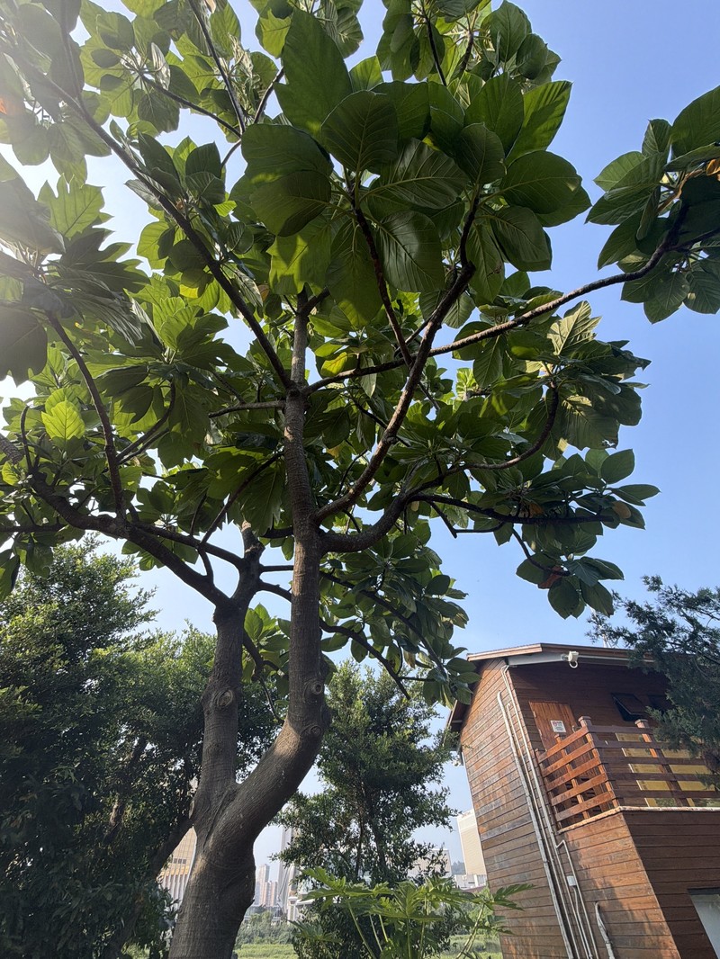 Artocarpus nigrescens photo 4