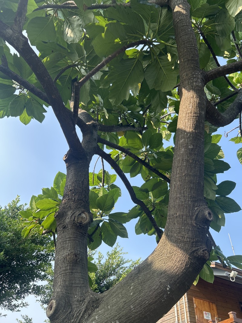 Artocarpus nigrescens photo 7