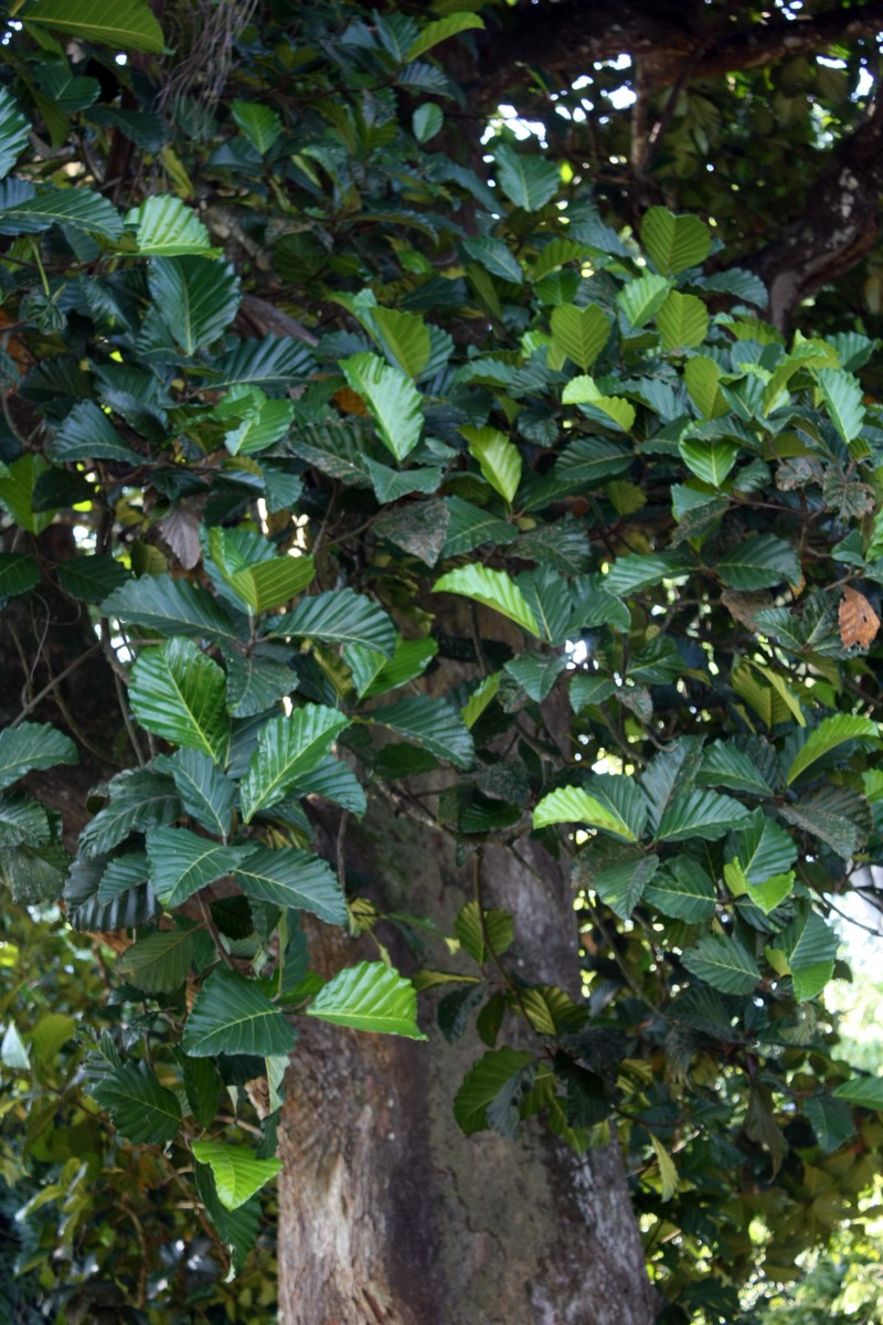 Artocarpus nobilis