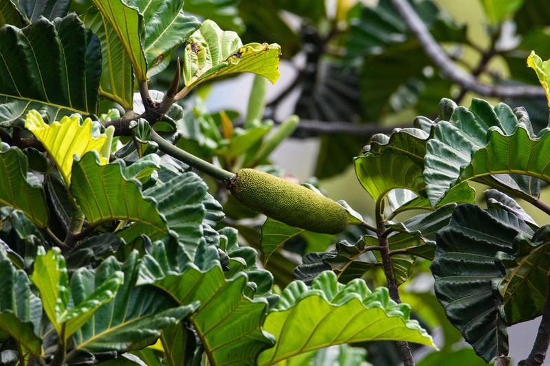 Artocarpus nobilis photo 2