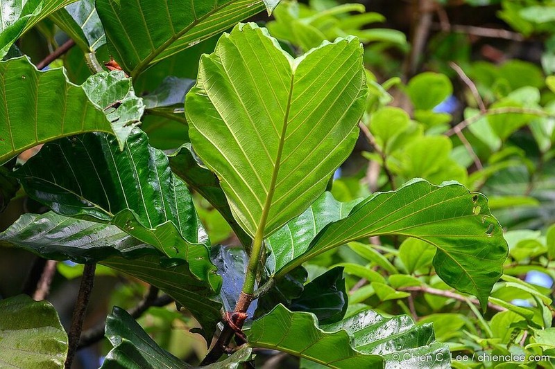 Artocarpus nobilis photo 3