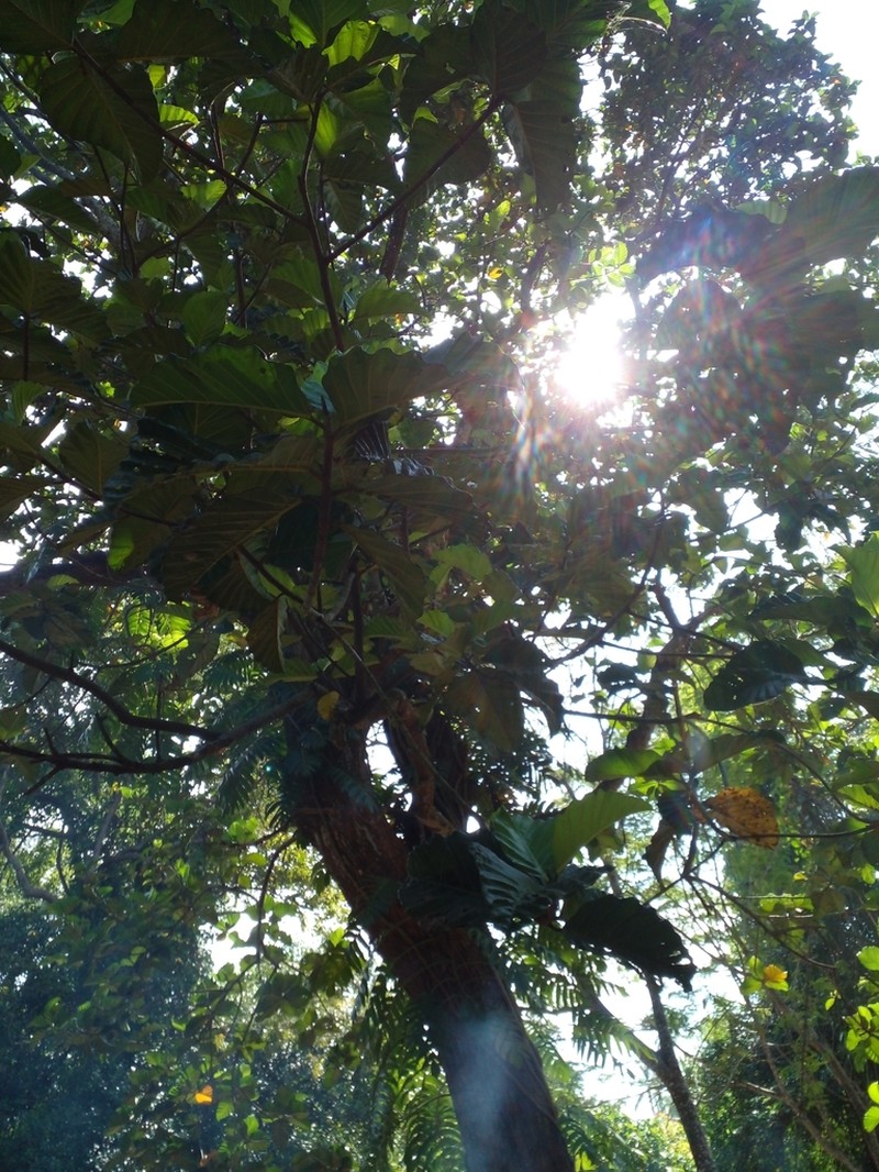 Artocarpus nobilis photo 4