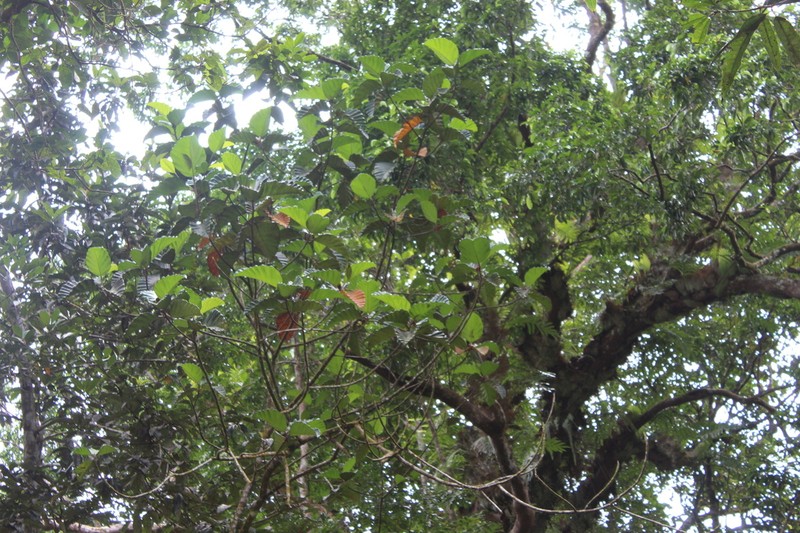 Artocarpus nobilis photo 5